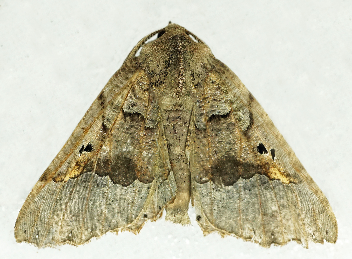 Pero mathilda Dapa, Valle Del Cauca<br />
2100m Pero mathilda