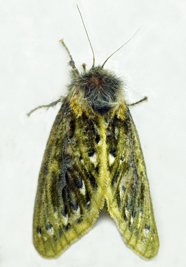 Macara alydda Dapa, Valle Del Cauca<br />
2100m Macara alydda