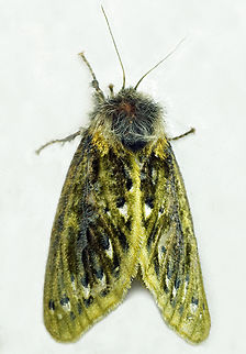 Macara alydda Dapa, Valle Del Cauca
2100m Macara alydda