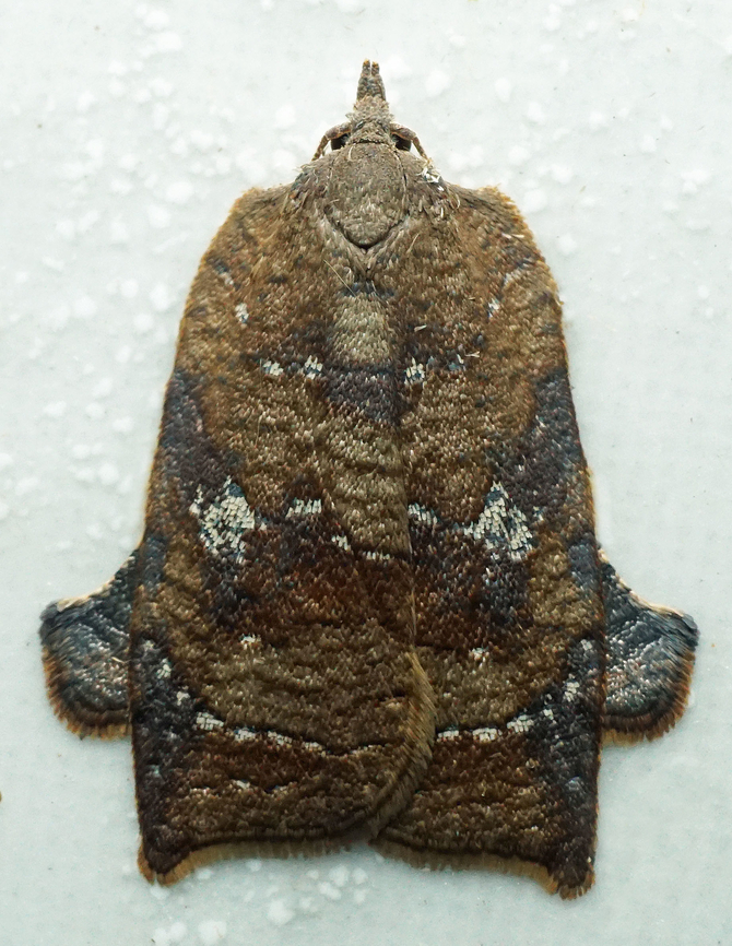 Amorbia curitiba Dapa, Valle Del Cauca<br />
2100m Amorbia curitiba,Amorbia curitiba.