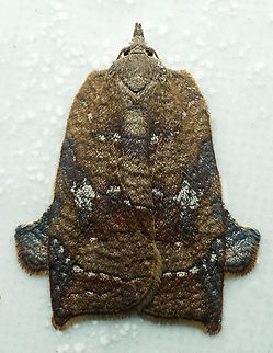 Amorbia curitiba Dapa, Valle Del Cauca
2100m Amorbia curitiba,Amorbia curitiba.