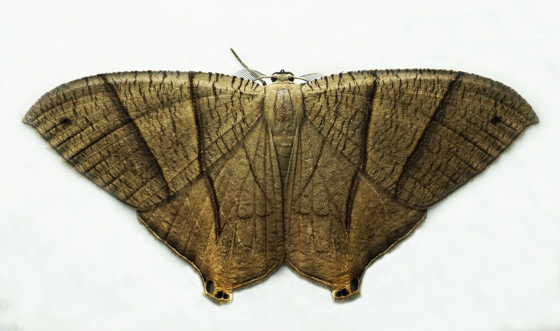 Neodeta ochriplaga Dapa, Valle Del Cauca<br />
2100m Neodeta ochriplaga,Psamathia impunctata