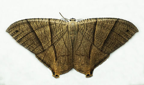 Neodeta ochriplaga Dapa, Valle Del Cauca
2100m Neodeta ochriplaga,Psamathia impunctata