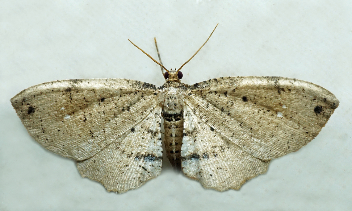Melanophia sp. Dapa, Valle Del Cauca<br />
2100m
