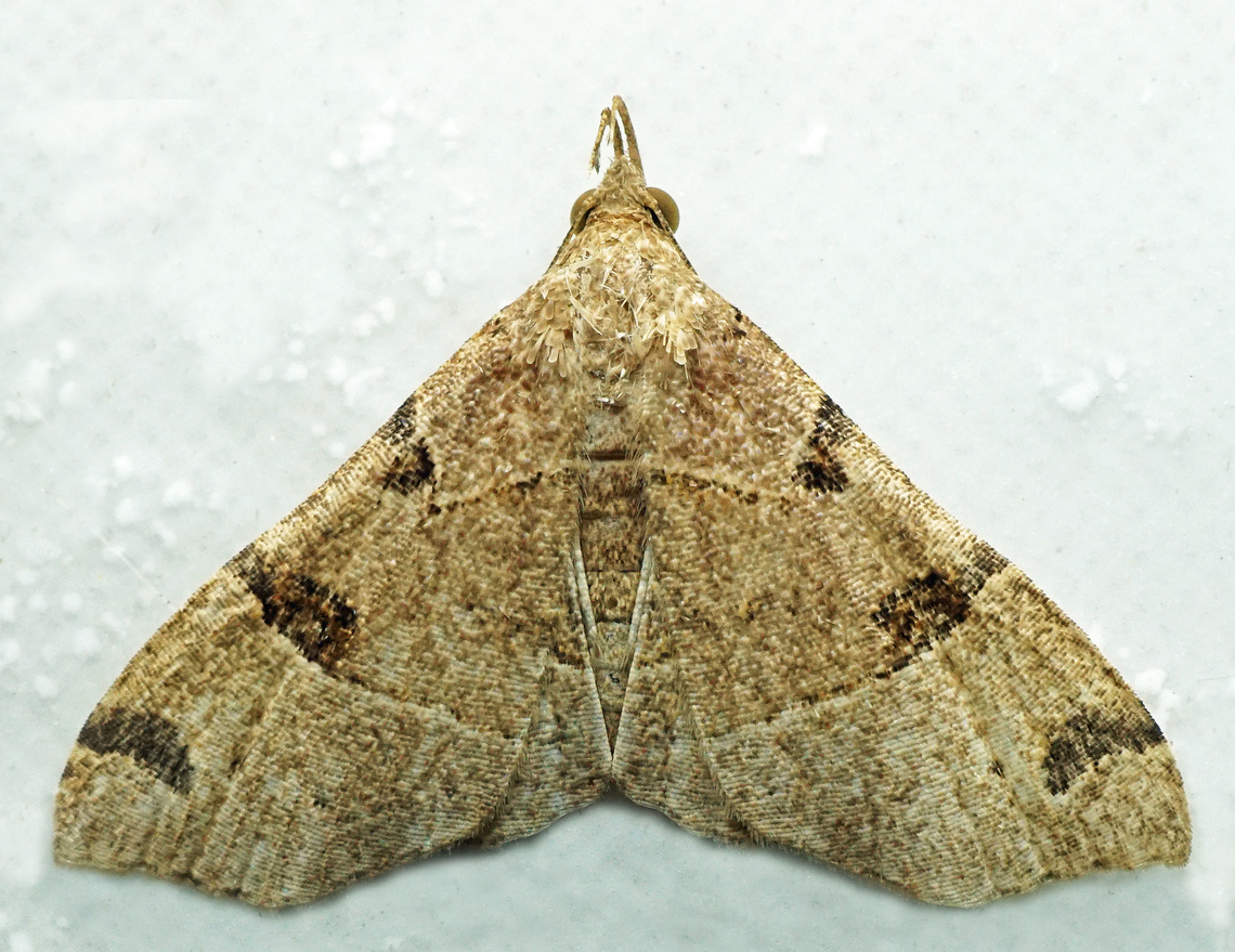 #1374 Dapa, Valle Del Cauca<br />
2100m