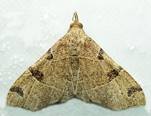 #1374 Dapa, Valle Del Cauca
2100m