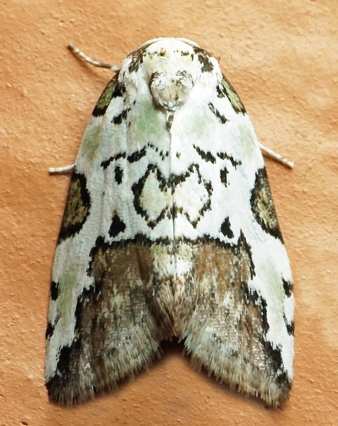 Afrida sp. Dapa, Valle Del Cauca<br />
2100m