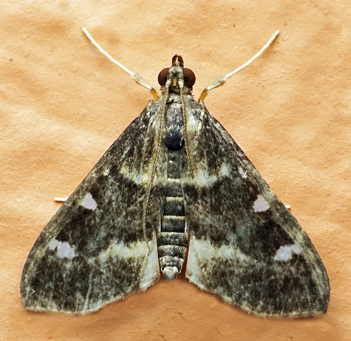 #1376 Dapa, Valle Del Cauca<br />
2100m