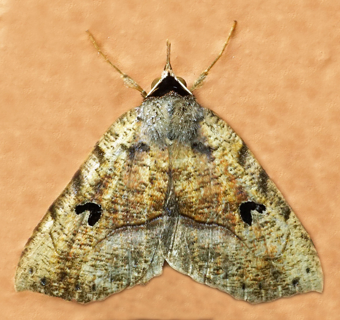 Goniocarsia subdentata Dapa, Valle Del Cauca<br />
2100m Goniocarsia subdentata