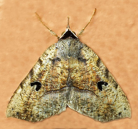 Goniocarsia subdentata Dapa, Valle Del Cauca
2100m Goniocarsia subdentata