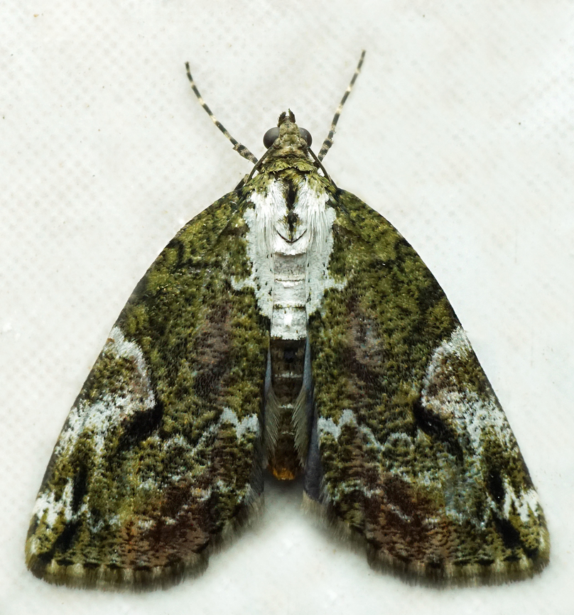 #1377 Dapa, Valle Del Cauca<br />
2100m