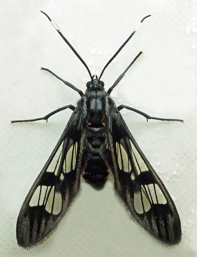 #1378 Dapa, Valle Del Cauca<br />
2100m