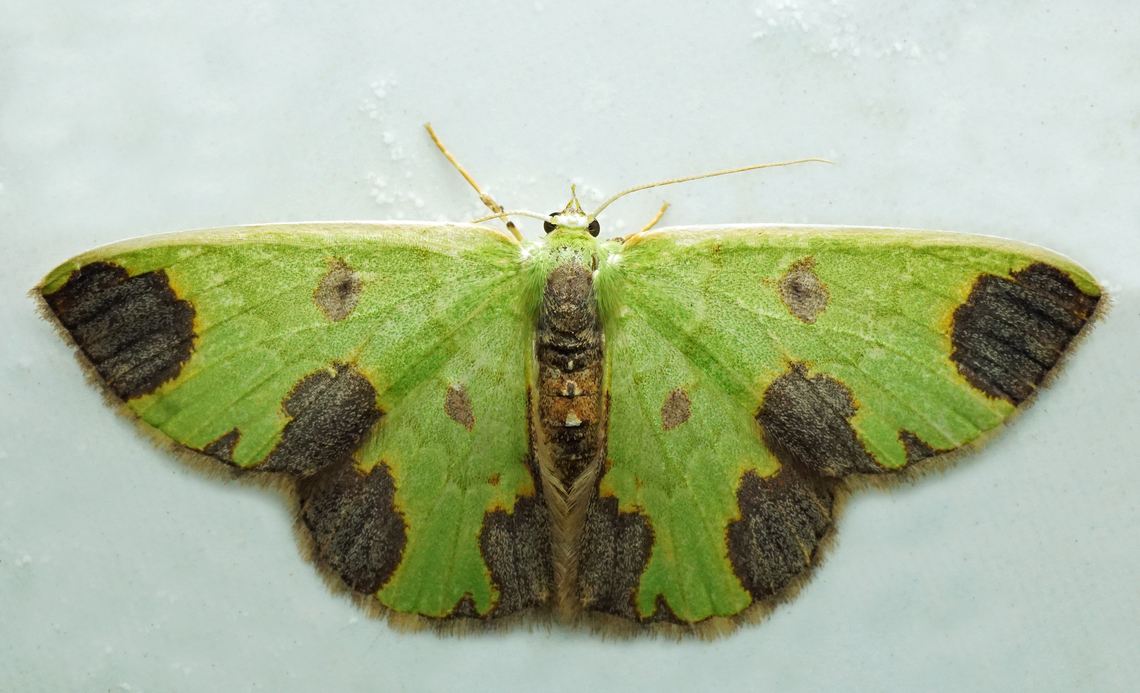 Oospila sp. Dapa, Valle Del Cauca<br />
2100m