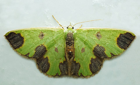 Oospila sp. Dapa, Valle Del Cauca
2100m