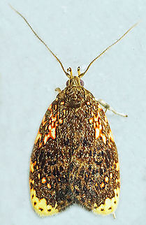 Gonionota sp. Dapa, Valle Del Cauca
2100m