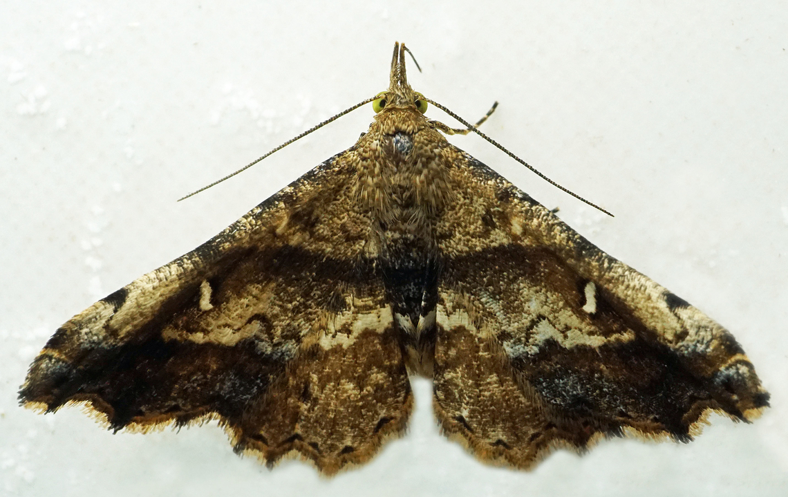 Salia sp. Dapa, Valle Del Cauca<br />
2100m