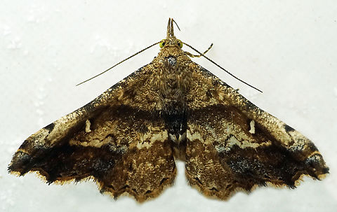 Salia sp. Dapa, Valle Del Cauca
2100m