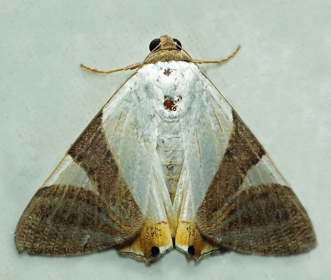 Eulepidotis fantissima Dapa, Valle Del Cauca<br />
2100m Eulepidotis fantissima,Eulepidotis fortissima