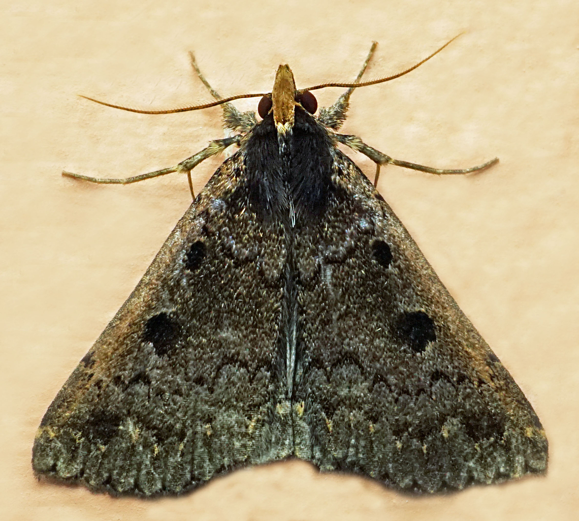 Nicetas antonialis Dapa, Valle Del Cauca<br />
2100m Nicetas antonialis