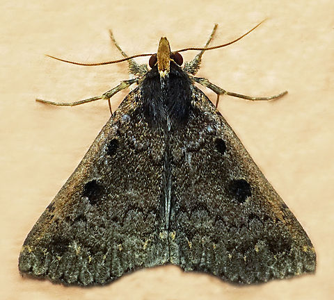 Nicetas antonialis Dapa, Valle Del Cauca
2100m Nicetas antonialis