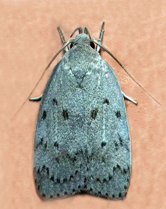 #1379 Dapa, Valle Del Cauca<br />
2100m