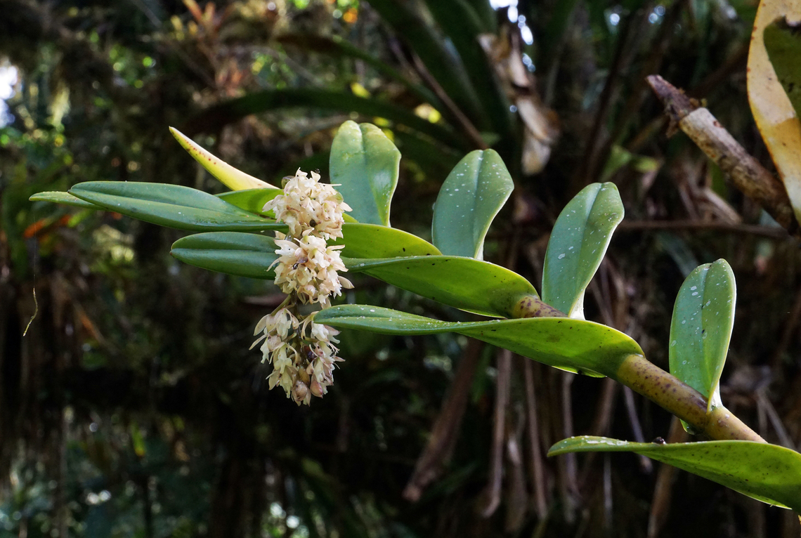 Epidendrum ruizianum Dapa, Valle Del Cauca<br />
2100m<br />
 Epidendrum ruizianum