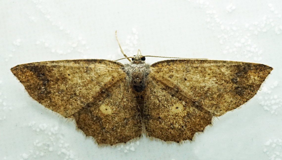 Petelia fumida Dapa, Valle Del Cauca<br />
2100m Petelia fumida
