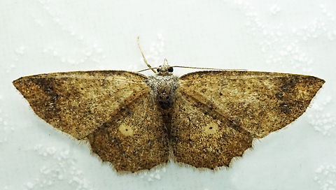 Petelia fumida Dapa, Valle Del Cauca
2100m Petelia fumida