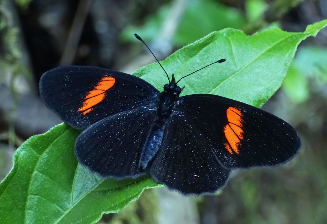 Heliconius erato chestertonii Dapa, Valle Del Cauca<br />
2100m<br />
 Heliconius erato,Red postman