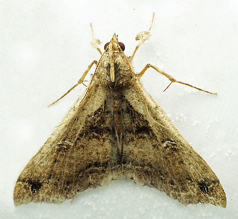 Mamerthes gangaba Dapa, Valle Del Cauca
2100m Mamerthes gangaba