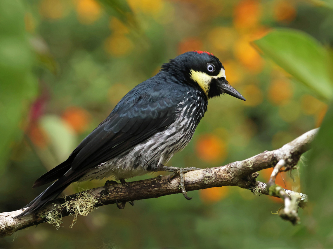 Acorn Woodpecker Dapa, Valle Del Cauca<br />
2100m<br />
 Acorn Woodpecker,Melanerpes formicivorus
