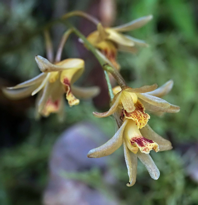 Xylobium corrugatum Rio Bravo Reserve, Valle Del Cauca<br />
1500m Xylobium corrugatum