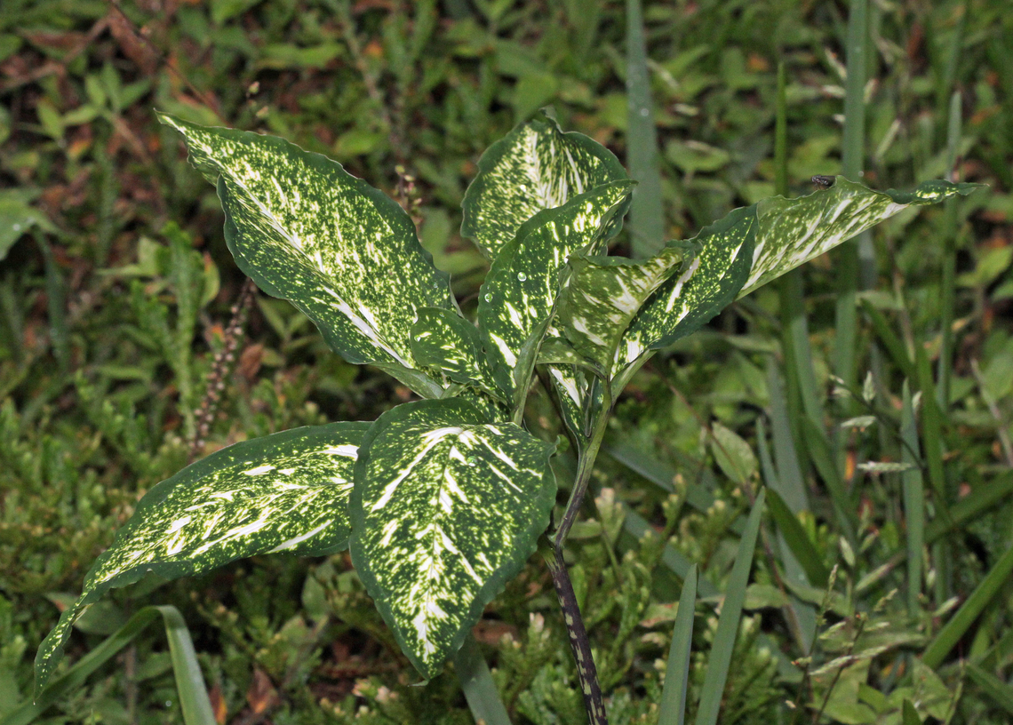 Xanthosoma flavomaculatum Dapa, Valle Del Cauca<br />
2100m<br />
 Xanthosoma flavomaculatum