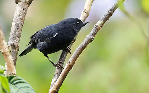 White-sided Flowerpiercer Dapa, Valle Del Cauca
2100m
 Diglossa albilatera,White-sided flowerpiercer