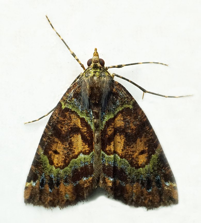 #1380 Dapa, Valle Del Cauca<br />
2100m