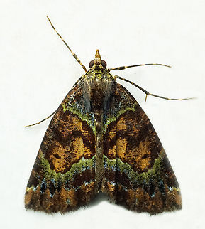 #1380 Dapa, Valle Del Cauca
2100m