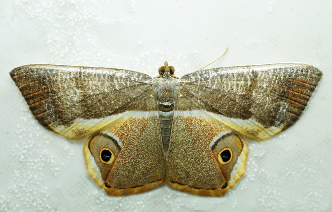 Opisthoxia phrynearia Dapa, Valle Del Cauca<br />
2100m Opisthoxia phrynearia