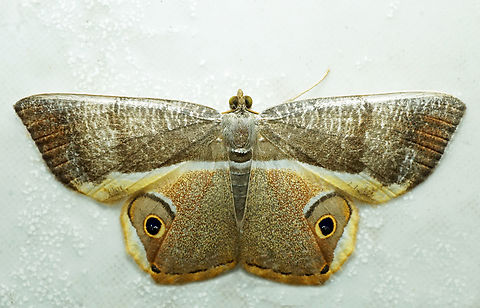 Opisthoxia phrynearia Dapa, Valle Del Cauca
2100m Opisthoxia phrynearia