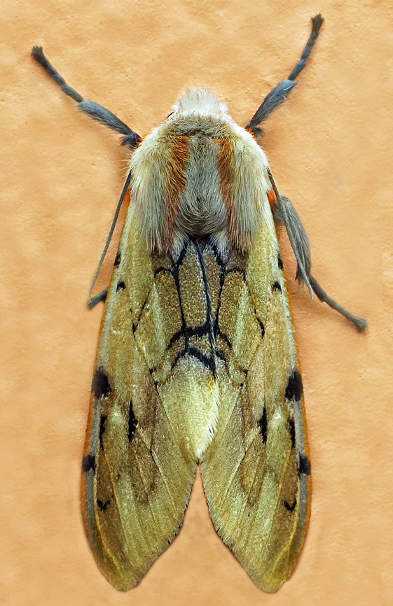 Palaeomolis metarhoda Dapa, Valle Del Cauca<br />
2100m Palaeomolis metarhoda