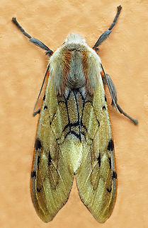 Palaeomolis metarhoda Dapa, Valle Del Cauca
2100m Palaeomolis metarhoda