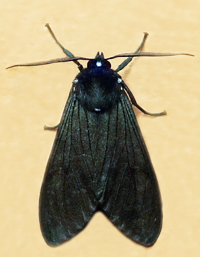 #1382 Dapa, Valle Del Cauca<br />
2100m