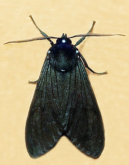 #1382 Dapa, Valle Del Cauca
2100m