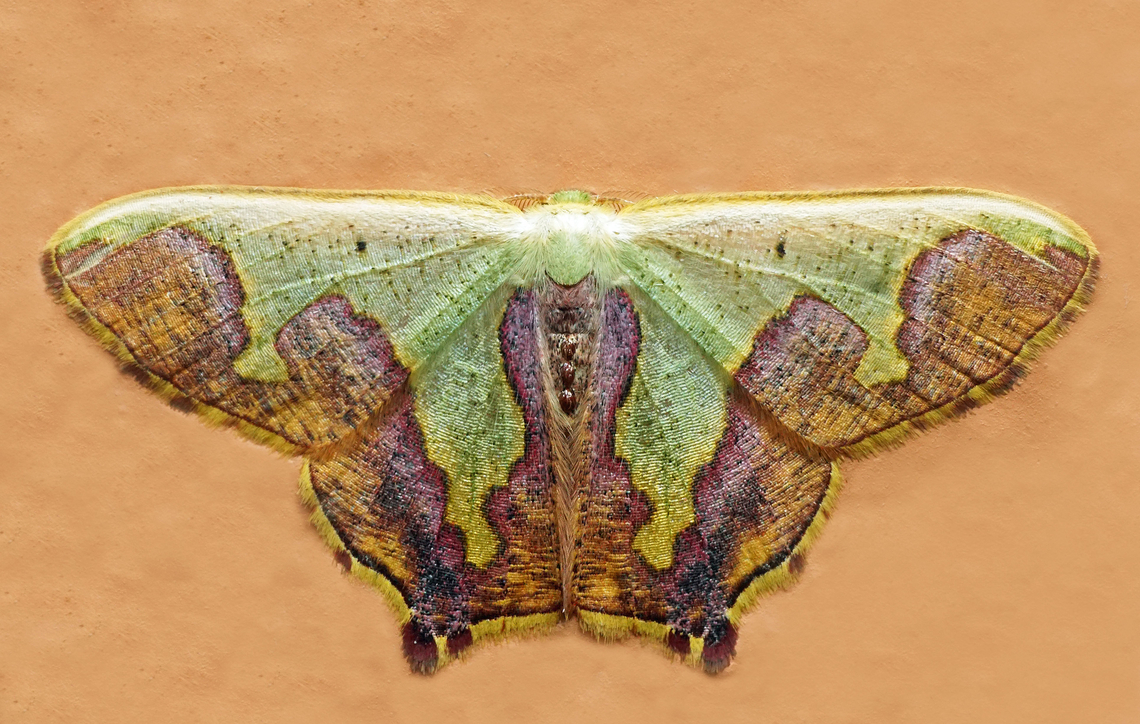Oospila sp. Dapa, Valle Del Cauca<br />
2100m<br />