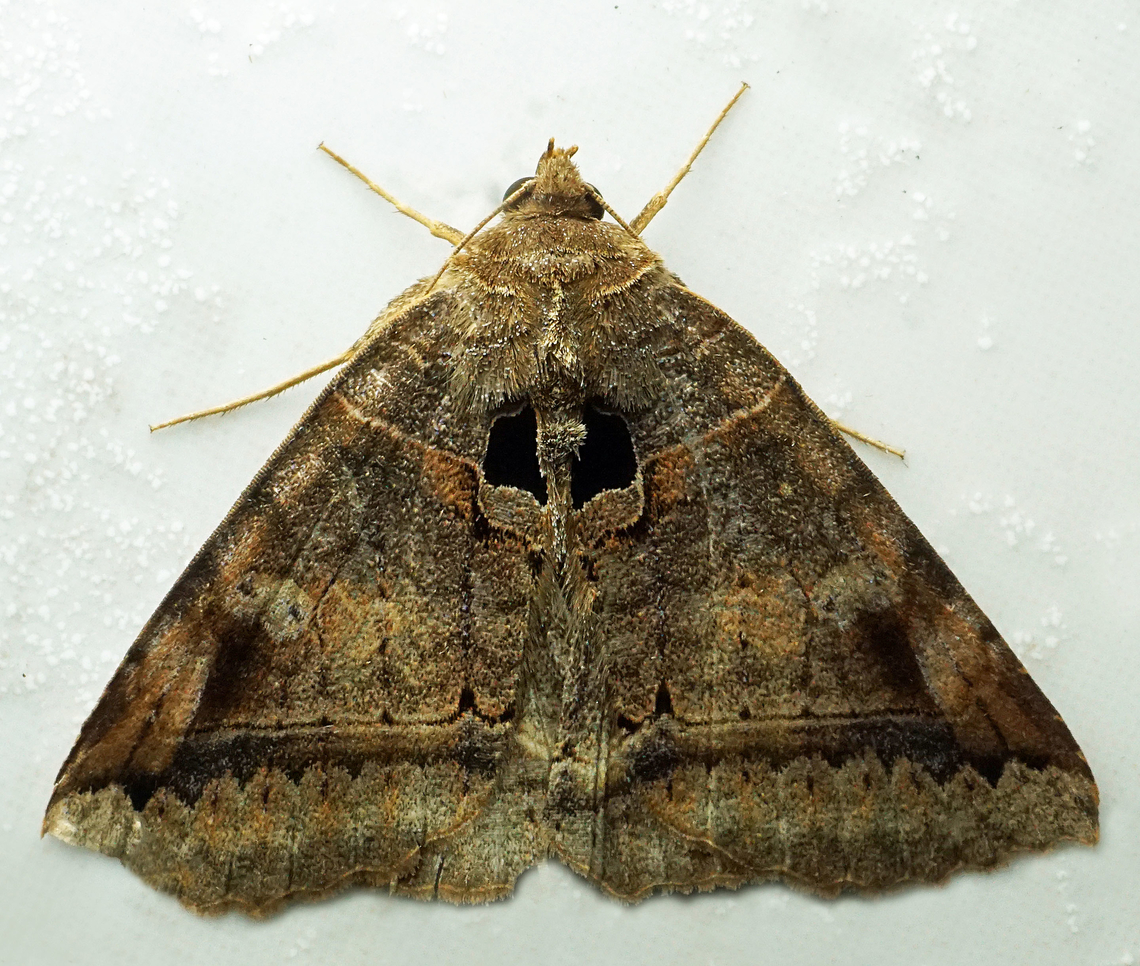 #1383 Dapa, Valle Del Cauca<br />
2100m<br />