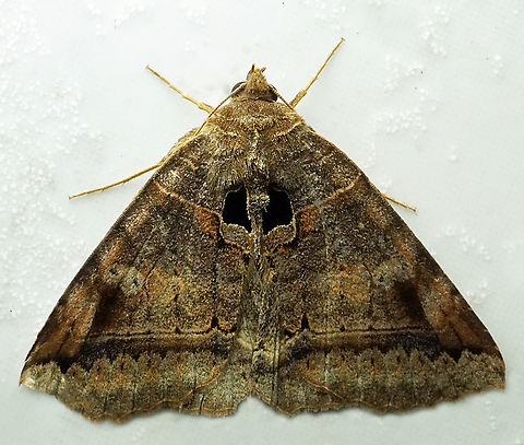 #1383 Dapa, Valle Del Cauca
2100m