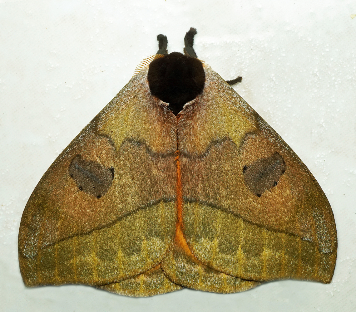 Automeris argentifera Dapa, Valle Del Cauca<br />
2100m<br />
 Automeris argentifera
