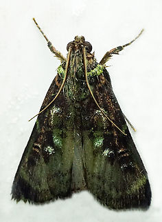 #1384 Dapa, Valle Del Cauca
2100m