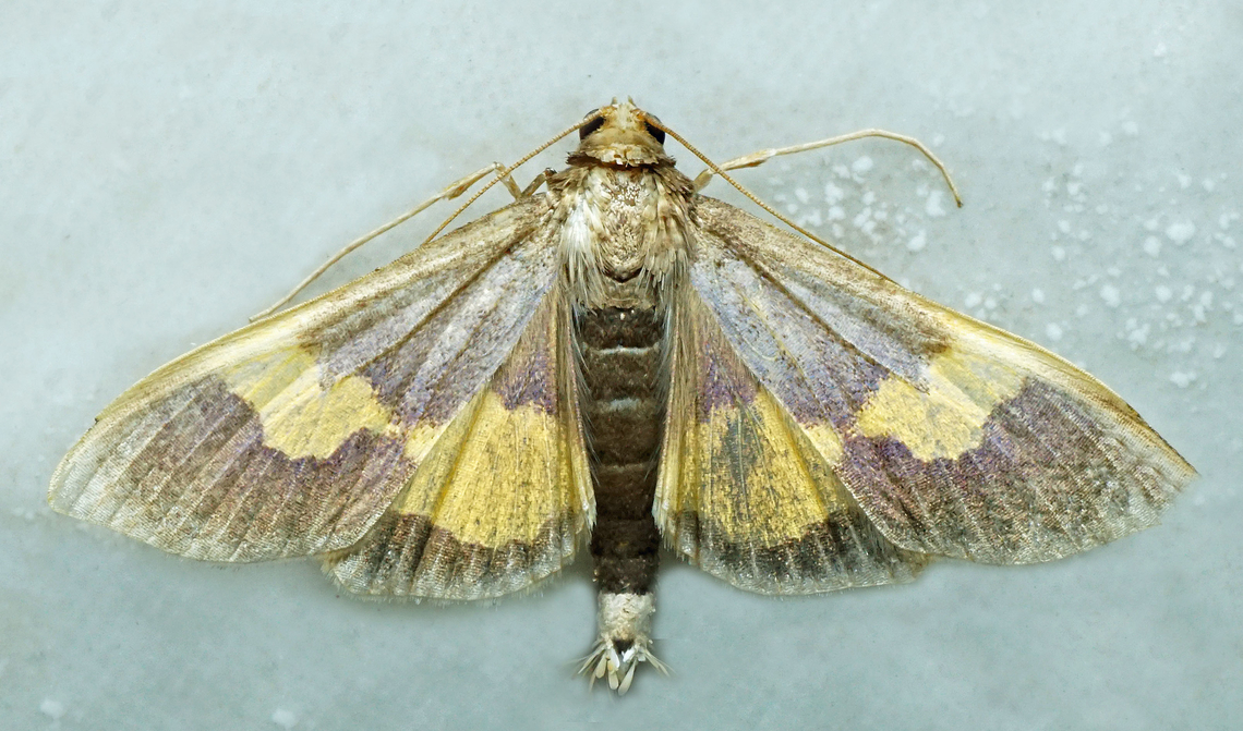 #1385 Dapa, Valle Del Cauca<br />
2100m<br />