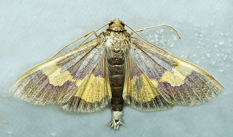 #1385 Dapa, Valle Del Cauca
2100m