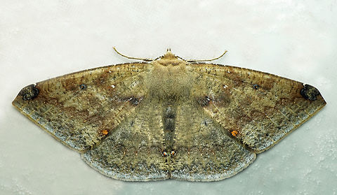 #1386 Dapa, Valle Del Cauca
2100m